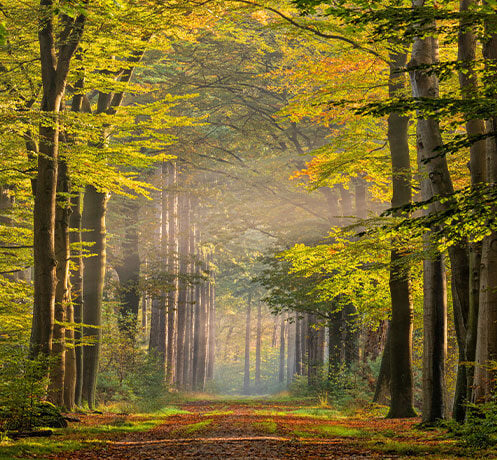 Treelined footpath in morning fog in autumn colored forest